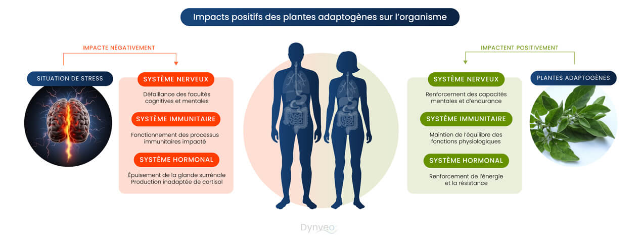 plantes adaptogenes organisme