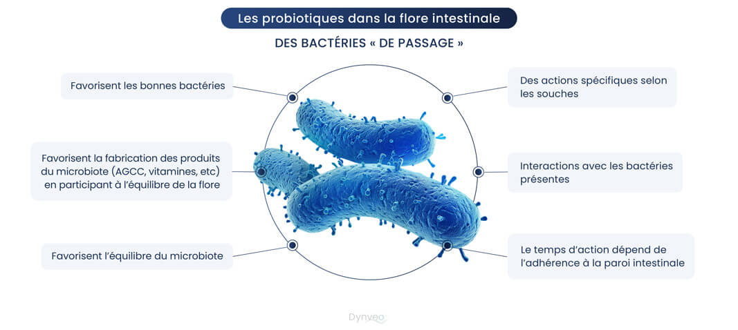 bacteries et probiotiques flore intestinale