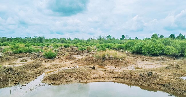 La mangrove - Indonésie La mangrove - Indonésie