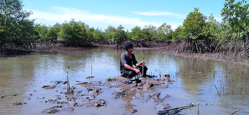 la mangrove la mangrove