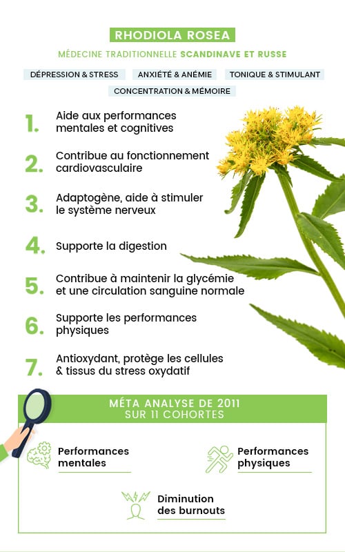 Effets de la rhodiola rosea Effets de la rhodiola rosea