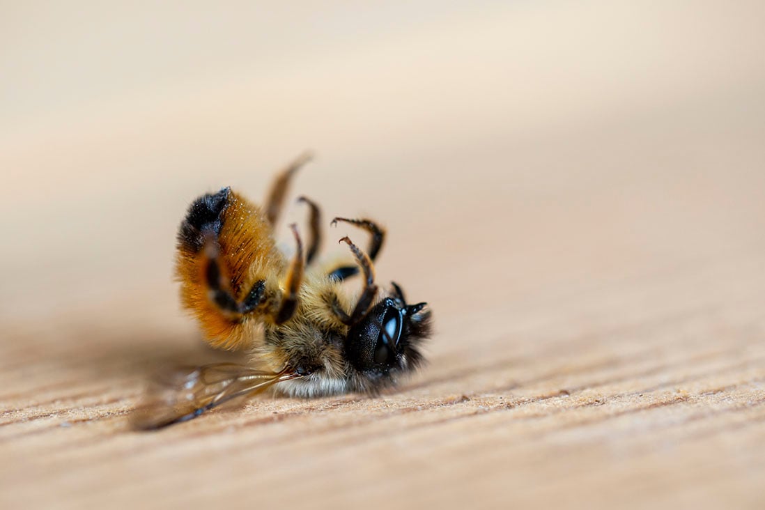Dynveo protection des abeilles