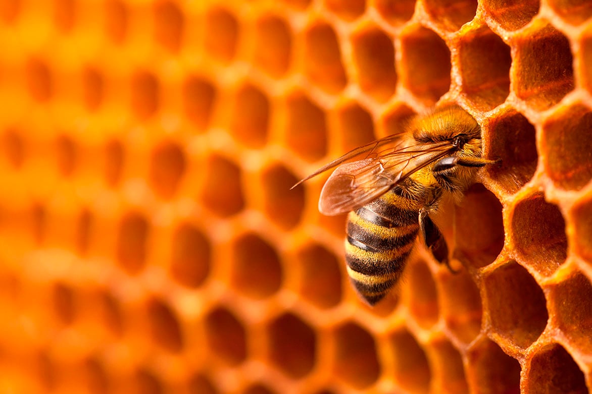 Dynveo un toit pour les abeilles Dynveo un toit pour les abeilles