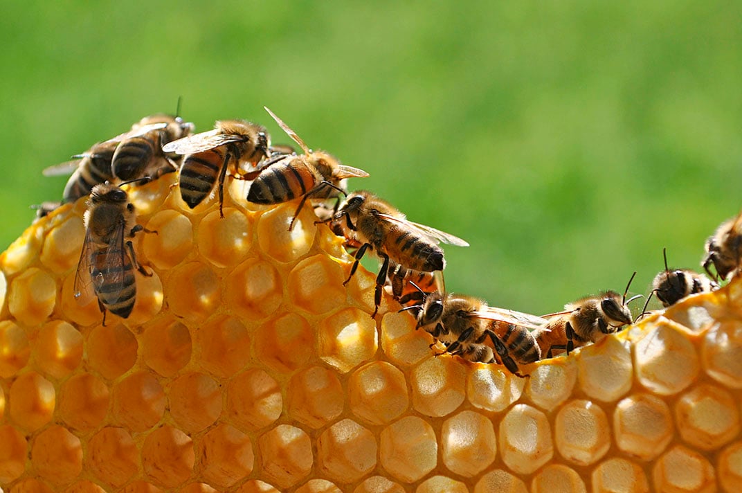 Dynveo sauvegarde des abeilles