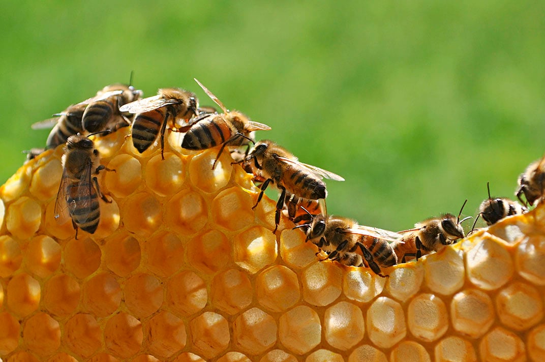 Dynveo sauvegarde des abeilles Dynveo sauvegarde des abeilles