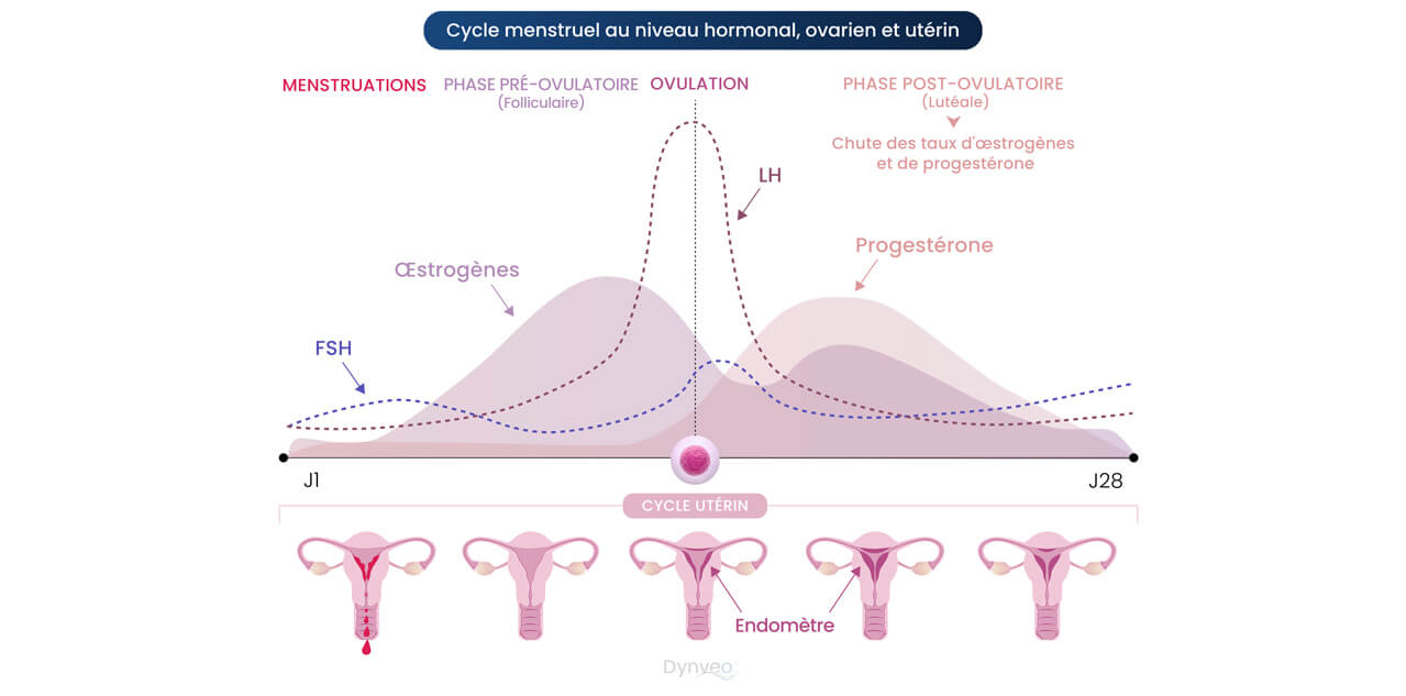 chute oestrogenes et progesterone