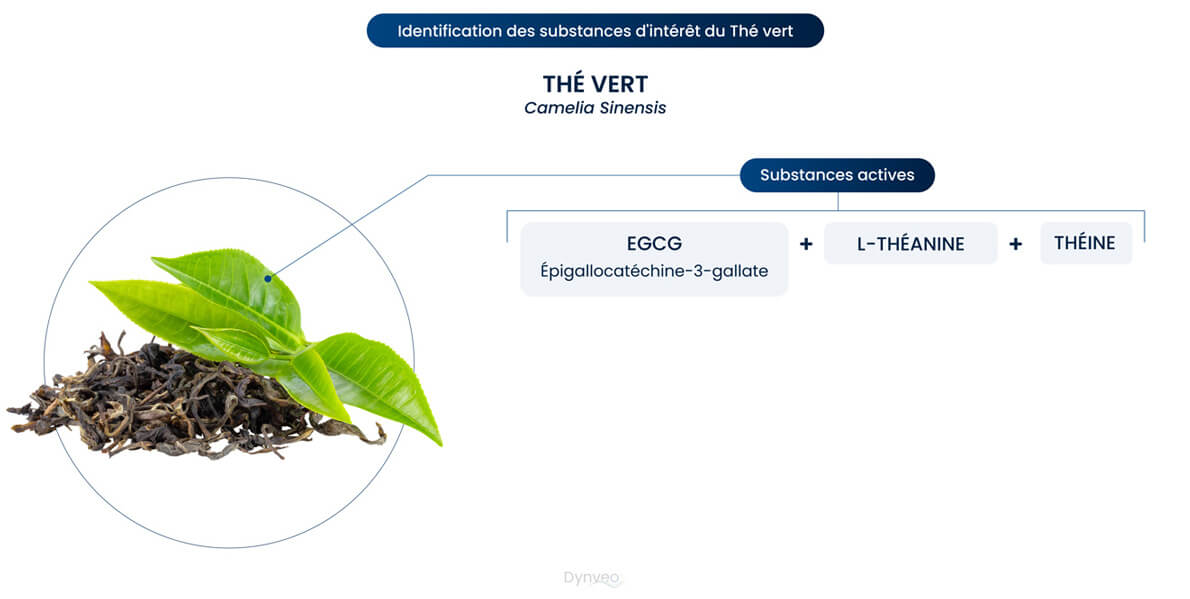 Thé vert effets