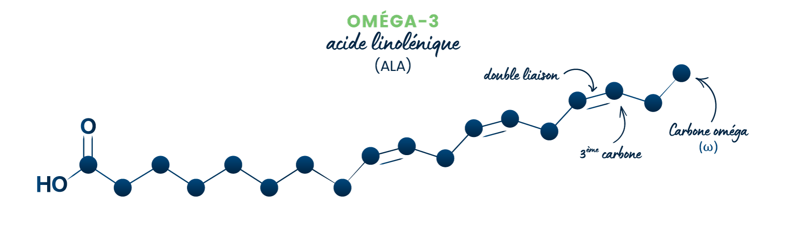 Acide linolénique (ALA) Acide linolénique (ALA)