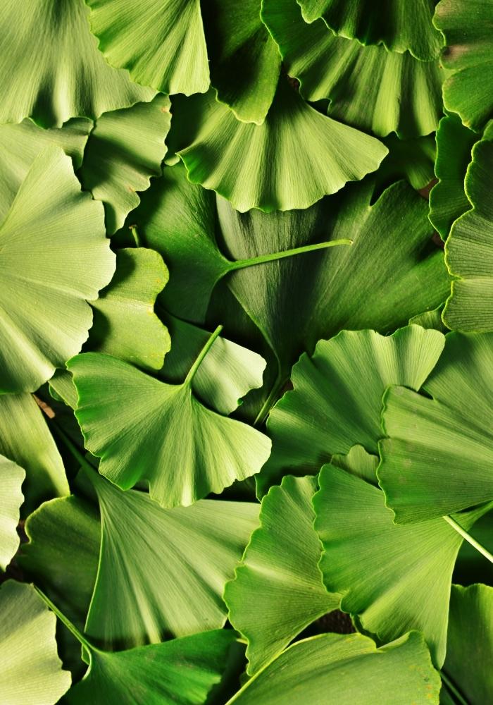 Ginkgo biloba