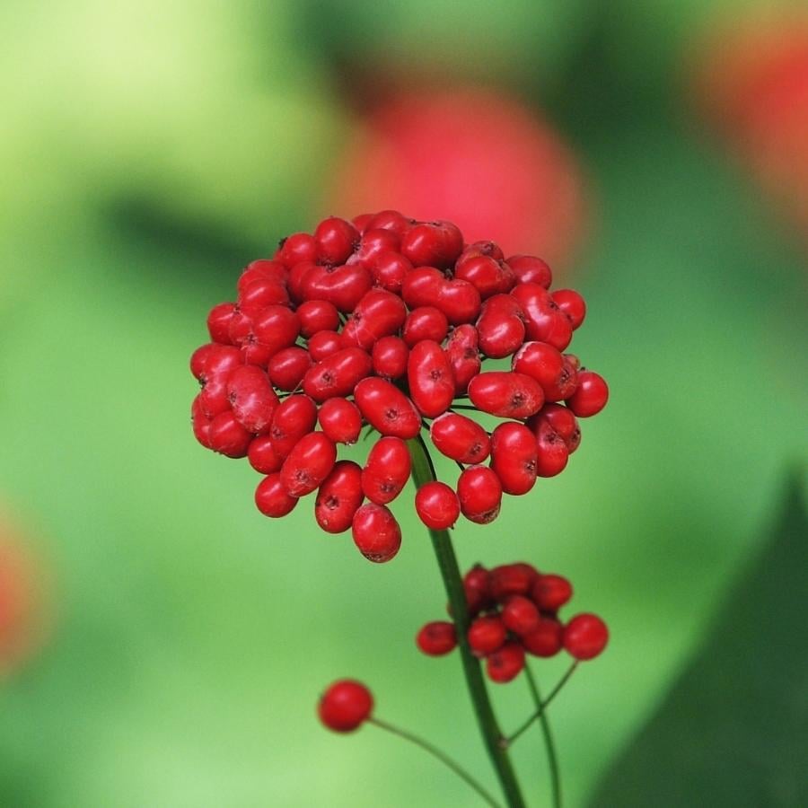 Ginseng rouge