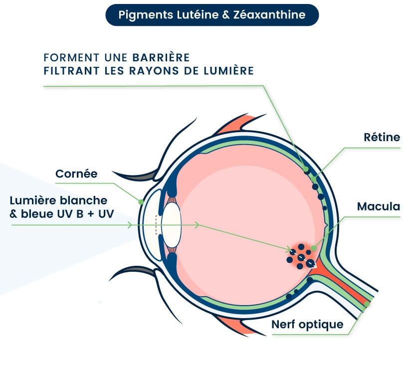 lutéine vision