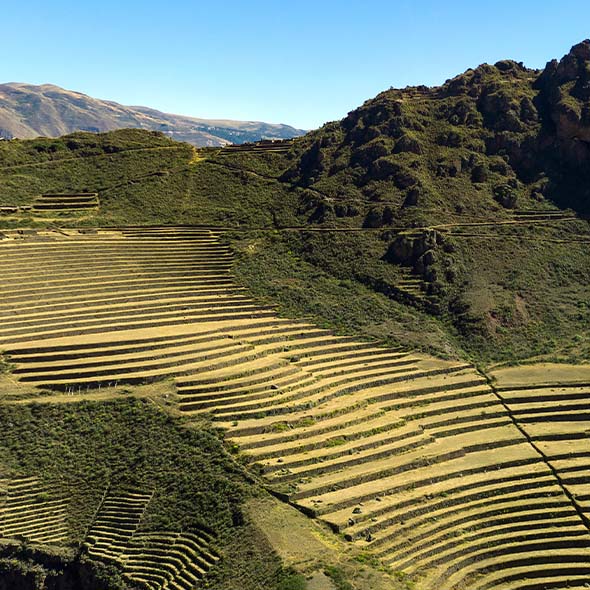 Culture de la maca