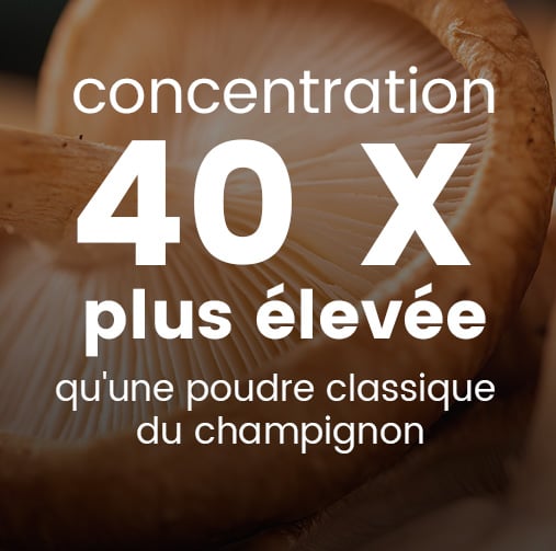 Extrait concentré de shiitaké
