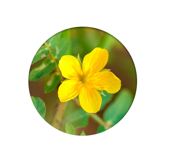 Fleur tribulus terrestris