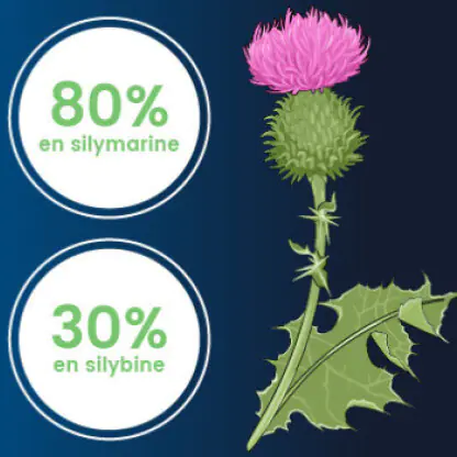 80% silymarine 30% silybine