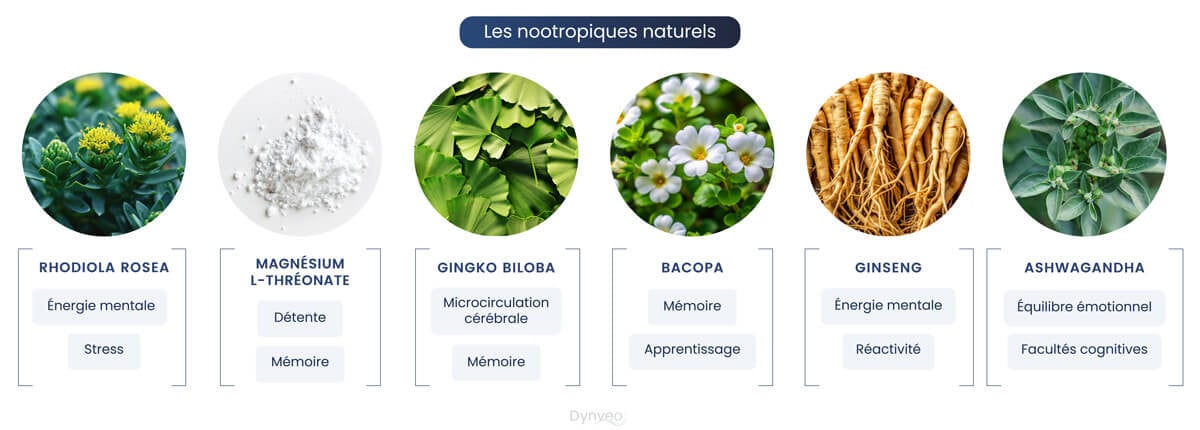Les nootropiques naturels