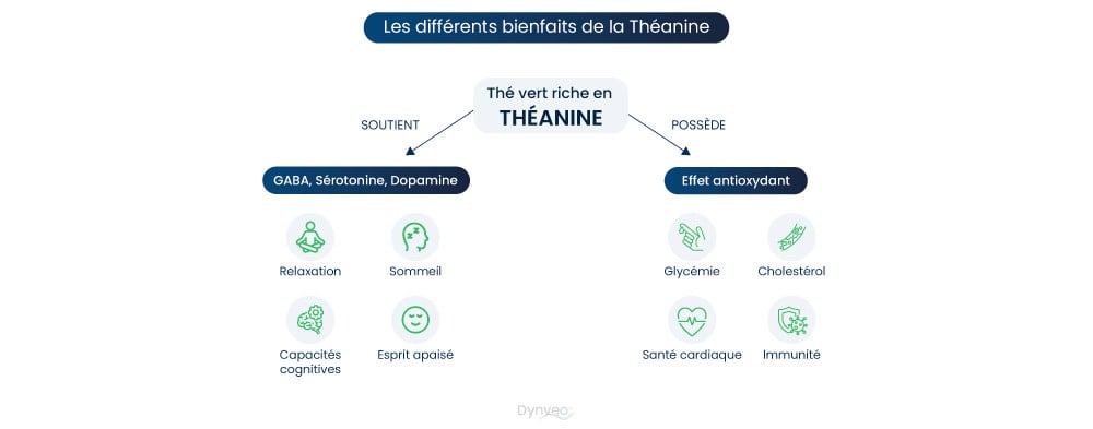 Bienfaits de la théanine