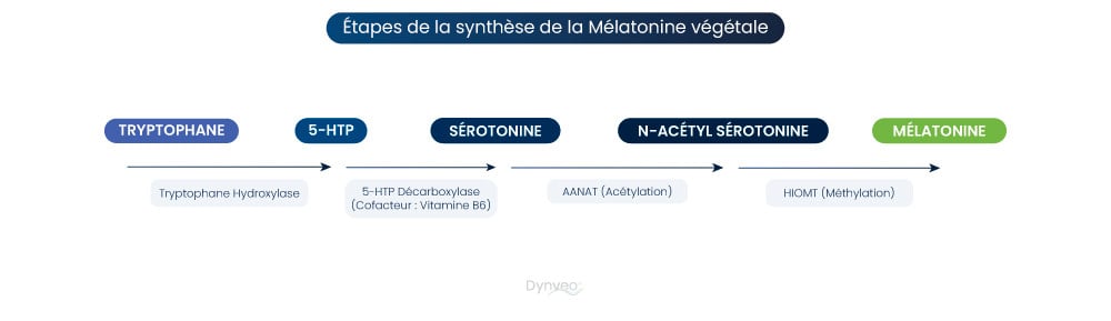 mélatonine végétale