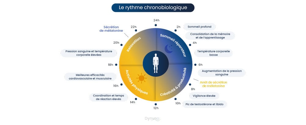 rythme du sommeil