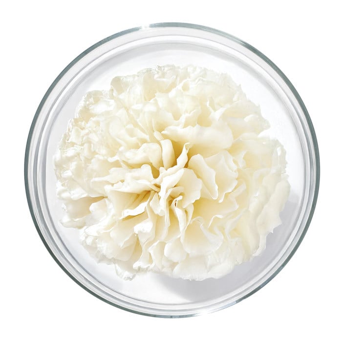 Acide hyaluronique végétal