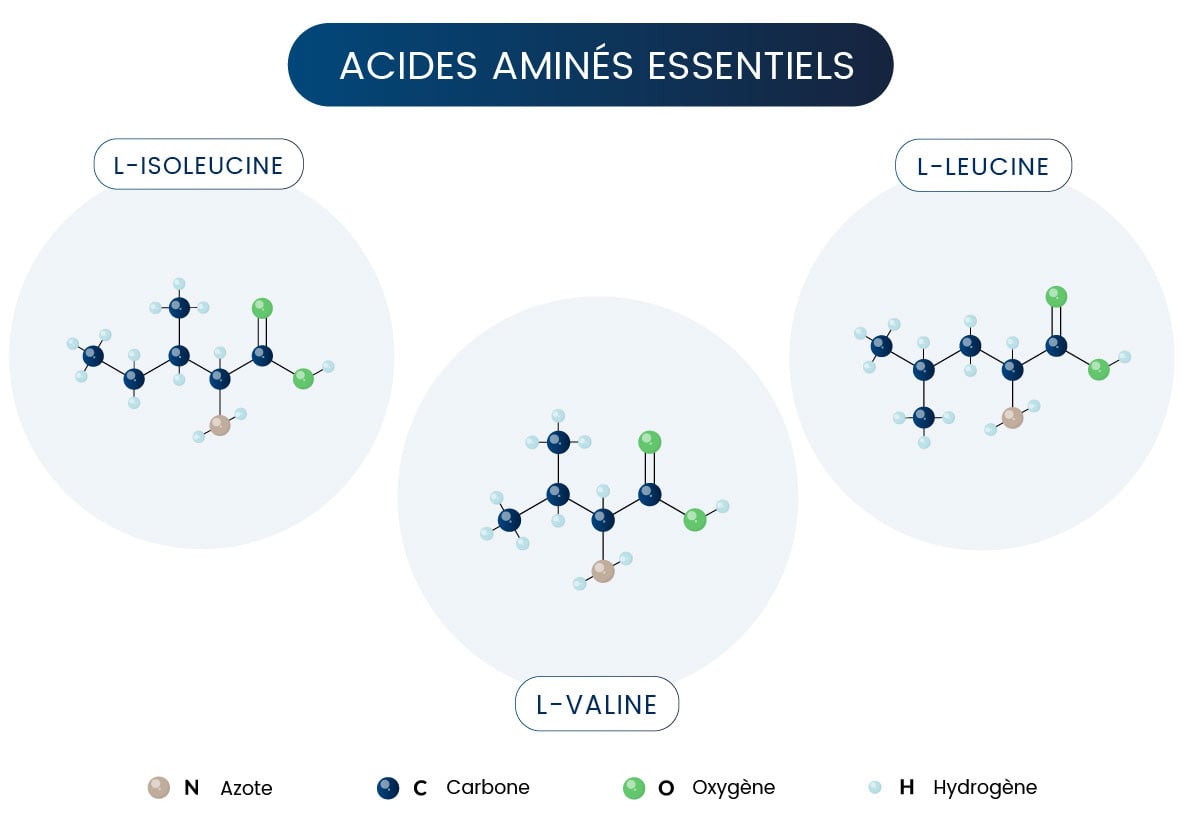 acide aminés essentiels