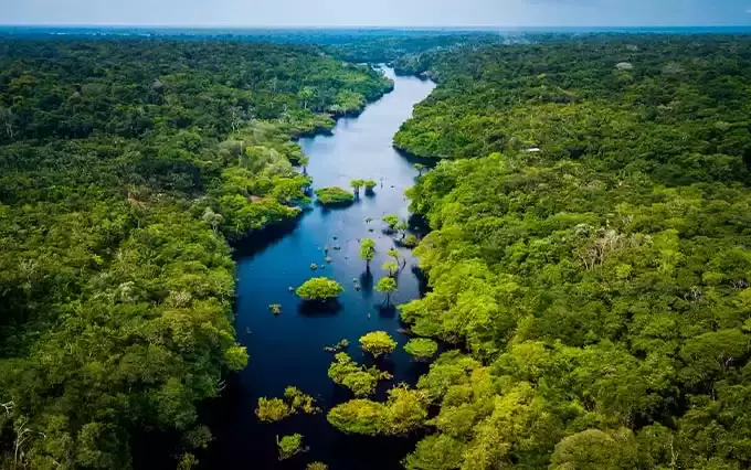 Guarana bio Brésil