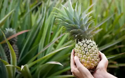 ananas