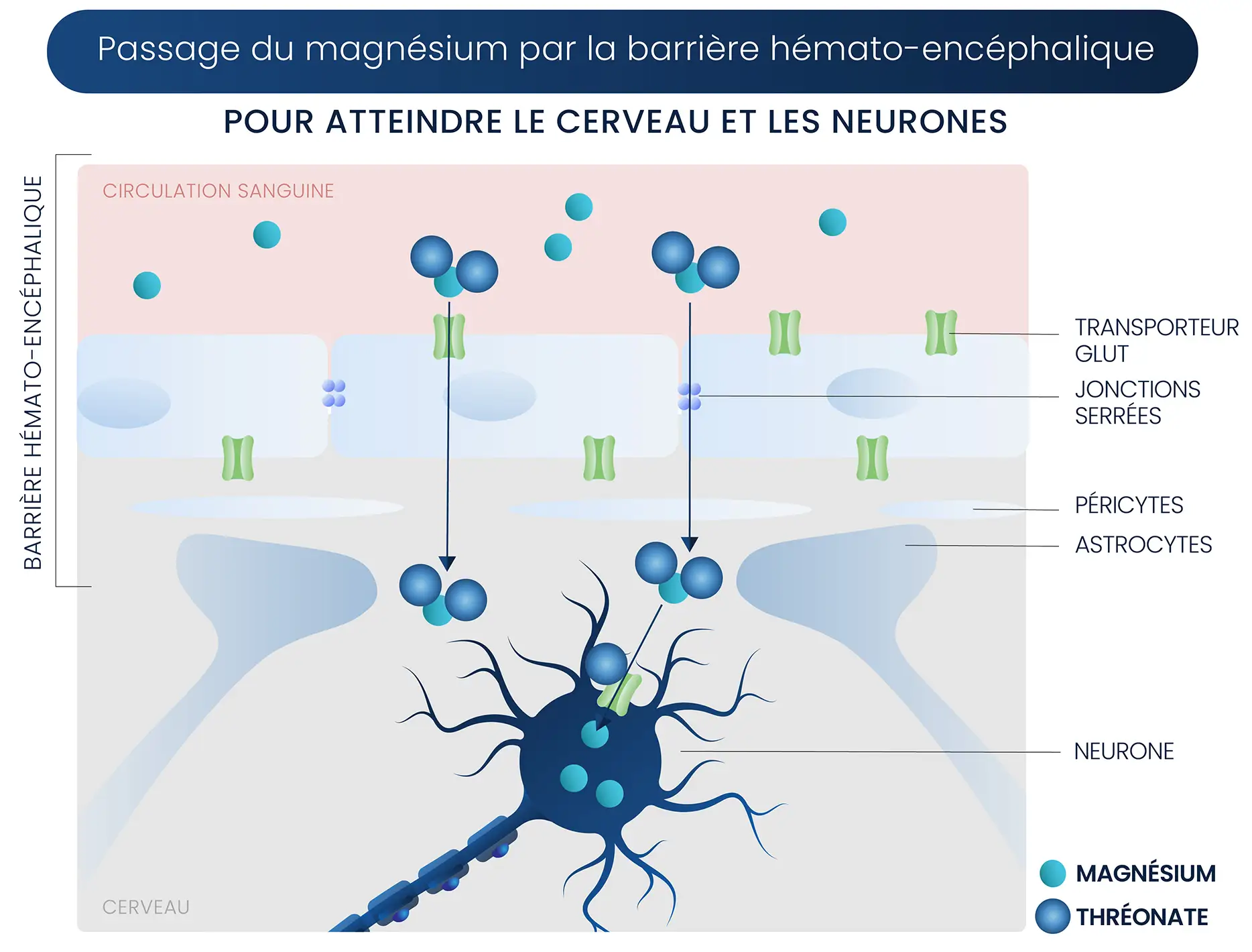 barriere hematoencephalique magnesium