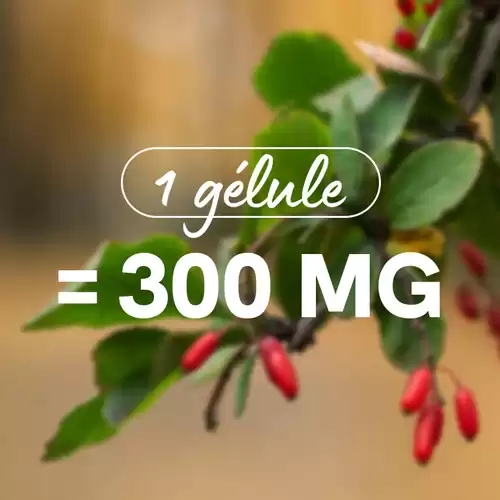 Berbérine 300mg