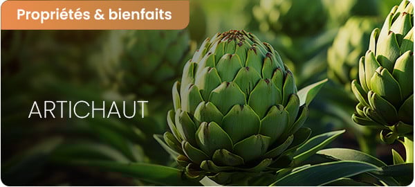 Artichaut bienfaits et méfaits