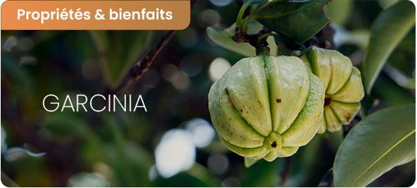Les bienfaits du garcinia