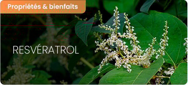 Les bienfaits du resvératrol pour la peau