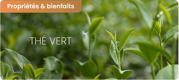 Les bienfaits du thé vert