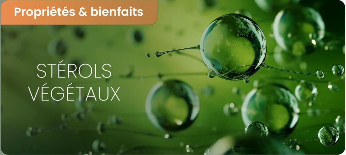 Stérols végétaux : quelles plantes et quels aliments ?