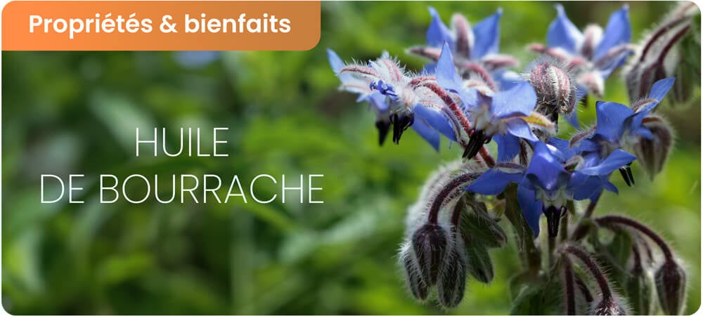 Bienfaits et dangers de l’huile de bourrache