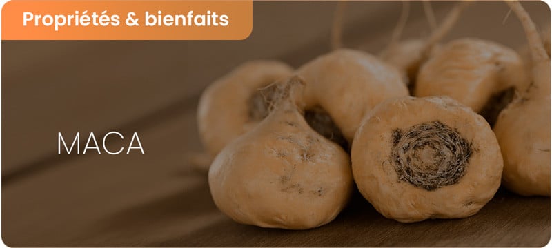 Bienfaits et dangers de la maca