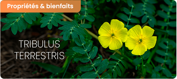 Tribulus : bienfaits et dangers selon les études scientifiques