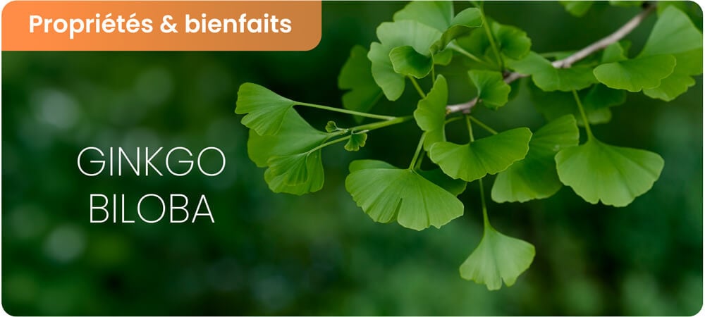 Bienfaits du ginkgo biloba et ses dangers