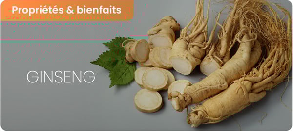Ginseng : Bienfaits et contre-indications