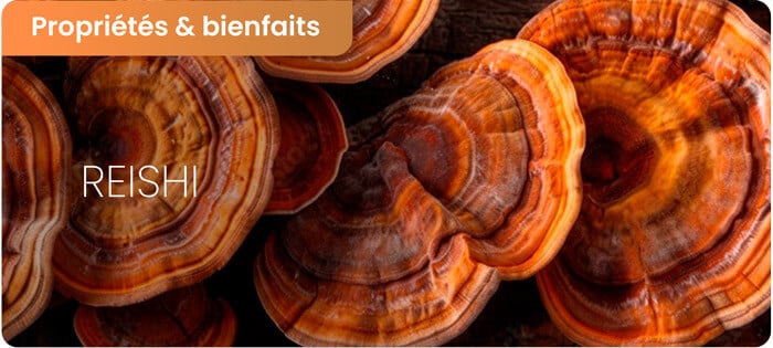 Bienfaits du reishi et ses effets secondaires