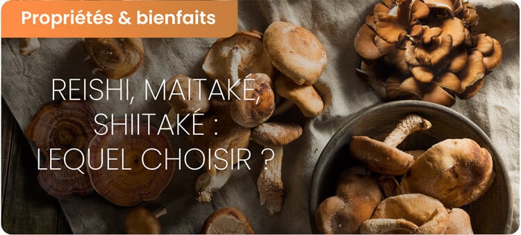 Bienfaits du reishi, shiitaké et maitaké