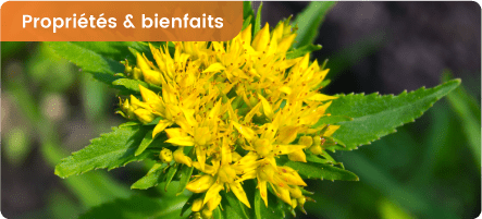 Bienfaits et propriétés de la Rhodiola rosea