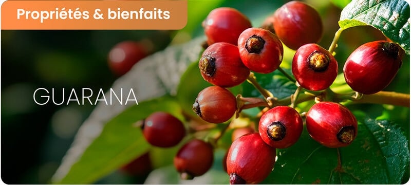 Bienfaits du guarana