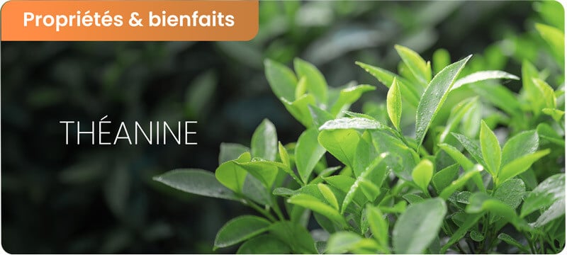 Bienfaits Théanine et potentiel dangers