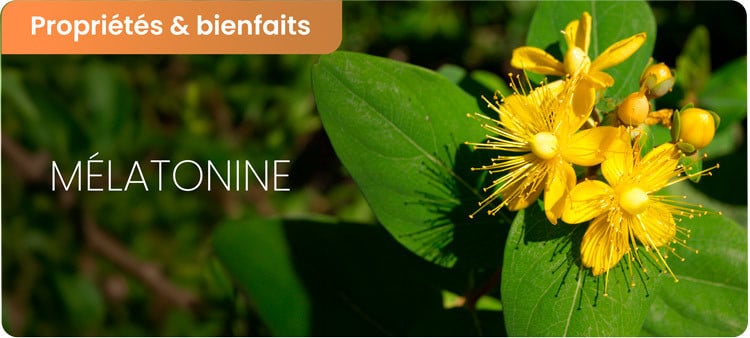 Les bienfaits de la Mélatonine