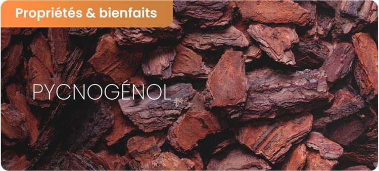Bienfaits du Pycnogénol et ses effets secondaires