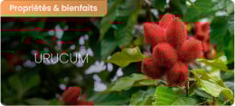 Bienfaits de l’urucum pour la peau