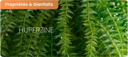 Bienfaits et effets secondaires de l’huperzine