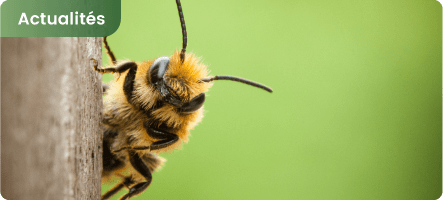Dynveo s’engage pour la sauvegarde des abeilles