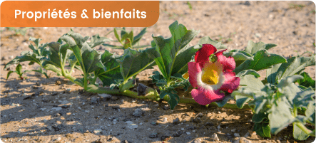 Harpagophytum : ses bienfaits sur les articulations